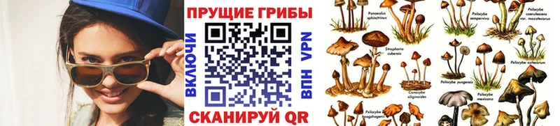 Псилоцибиновые грибы Psilocybine cubensis Сосенский